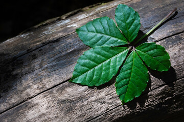 Closeup Jiaogulan ( Gynostemma, Miracle grass, Penta tea or Southern ginseng ) leaf with nature background.