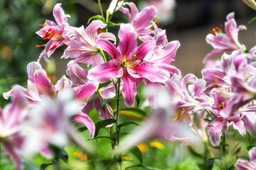 Lily flowers blossom