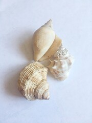 sea ​​shells from the Sea of ​​Azov on a light background