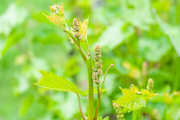 Fototapeta premium Growing grapes in home vineyards, small bunches of grapes close-up
