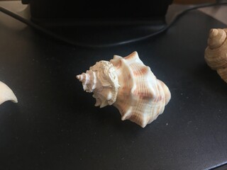 sea ​​shells from the Sea of ​​Azov on a light background