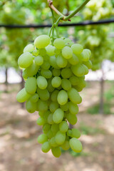 Bunch of White Grapes
