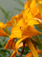 Nahaufnahme auf einer Hemerocallis cultorum 'Aten' oder orange Taglilien mit glockenförmig Tepalen an der Spitze eines dünnen Stiels