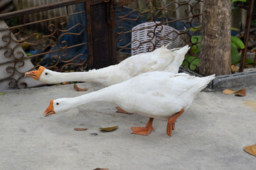 Two white geese are strolling on the farm