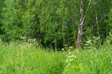Background with green field and forest in summer in sunny weather. White flowers and a birch in the background.