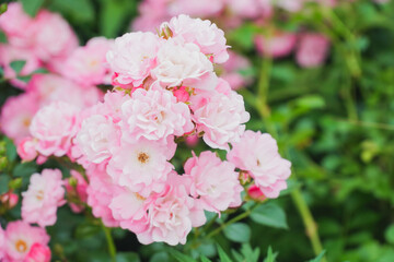 薄いピンクのバラ