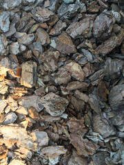 old oak bark crushed in the sun