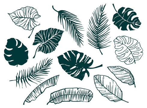 Vector set of hand-drawn tropical leaves. Trendy design