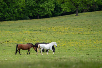 Obraz premium A herd of wild, brown horses in a meadow in front of a forest, with a white horse in the middle