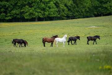 Naklejka na ściany i meble A herd of wild, brown horses in a meadow in front of a forest, with a white horse in the middle