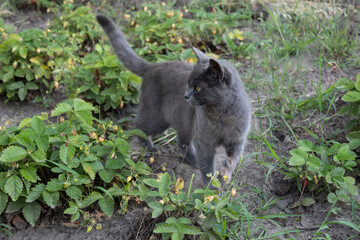 Gray-blue cat walks in the garden among ripe white strawberries.