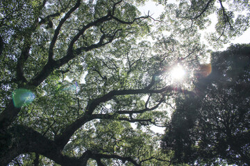 森林の木漏れ日