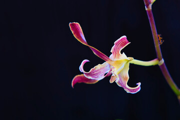 Closeup of beautiful pink orchids. dendrobium orchids, crossing between staining and strobio