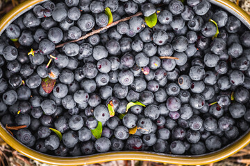 Fresh blueberries hand picked on swamp in an army bowler hat.