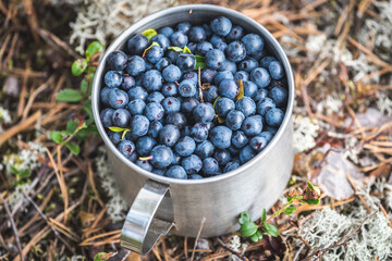 Mug full of blueberries gathered in swamp.