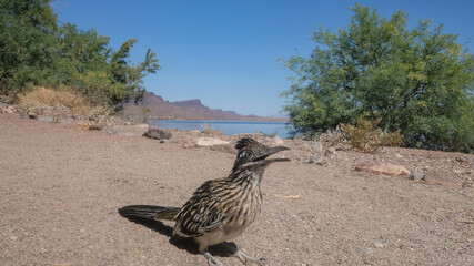 フレンドリーなロードランナー