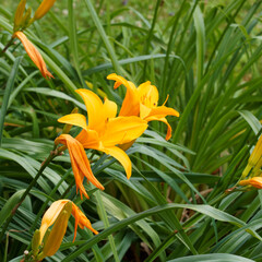 (Hemerocallis cultorum) Gr&uuml;nanlage mit kleine Gruppe von orange Taglilien 'Aten' 