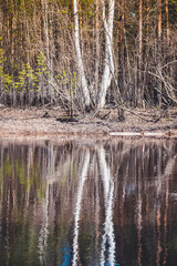 Bank of the river with reflection of white birch in the water during the spring flood.