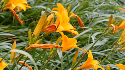 Obraz premium Hemerocallis x cultorum 'Aten' | Taglilien 'Aten' mit deren farbigen Blütenblättern Golgelb bis Teif orange stehen auf dünnen und stabilen Stielen