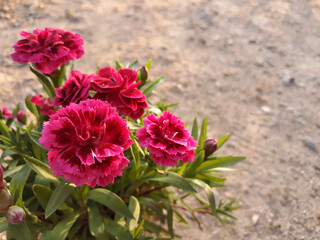 carnation flower . pink cloves flowers.