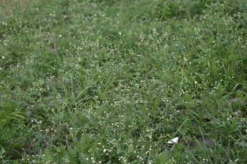 green grass with dew drops