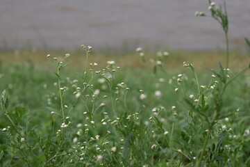 grass in the wind