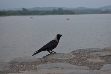 bird on the beach