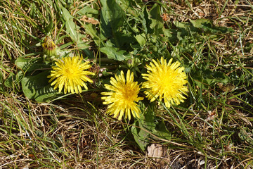 Flowering Taraxacum officinale, the common dandelion of the family Asteraceae or Compositae in a desiccated lawn in a Dutch garden. Spring, Bergen, Netherlands, April 27, 2020.        