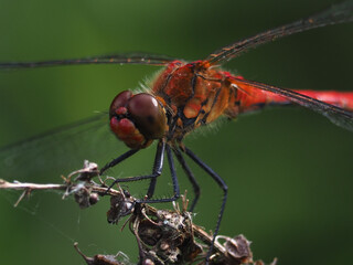 libellule rouge gros plan