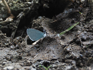 Papillon blanc bleu sur terre macro