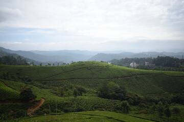 Naklejka premium Tea gardens in the hills