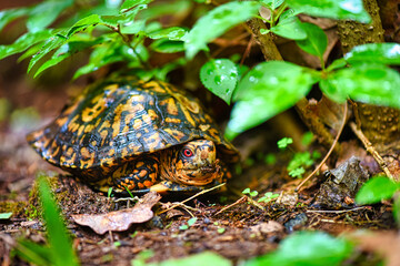 Box Turtle in the Forest