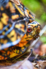 Box Turtle in the Forest