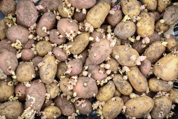 Sprouted potatoes in box for planting.