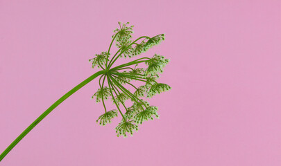 Wild white European flower Cow parsley, also known under the names of wild chervil, wild beaked...