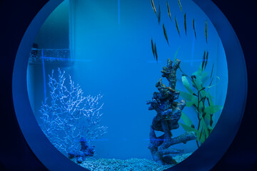 Viewing round window for observing fish in blue aquarium.