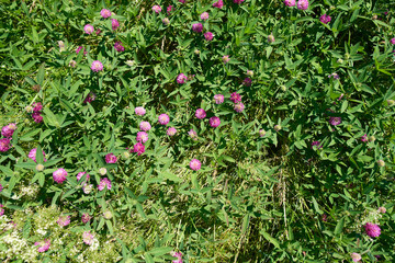 Fototapeta na wymiar Clover flowers in the field.