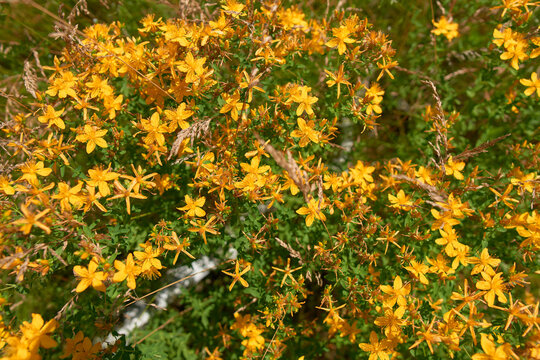 Sweet-amber shrub in the field.