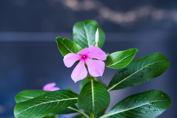 Pink catharanthus roseus bloom in the garden.