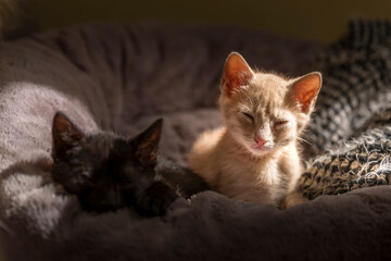 Fototapeta na wymiar black and red cat