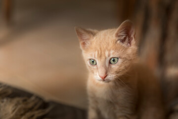 portrait of a red cat