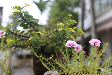 flowers in the garden