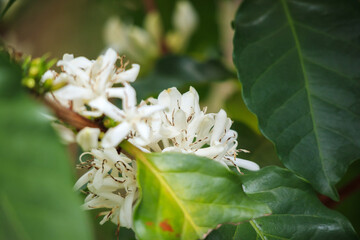 White coffee flowers in green leaves tree plantation close up