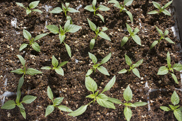 close up Pepper sprout in the soil.