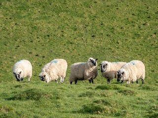 sheep grazing in a meadow