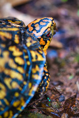 Box Turtle in the Forest