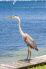 bird, great blue heron at Pensacola beach, Florida