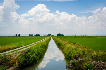 Un canale delle risaie di Vercelli lungo la Via Francigena