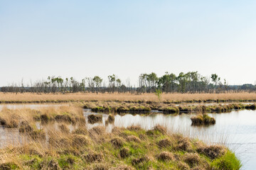 The Kalmthoutse Heide in Flanders, Belgium. The Kalmthout Heath is one of the oldest and largest nature reserves of Flanders. 