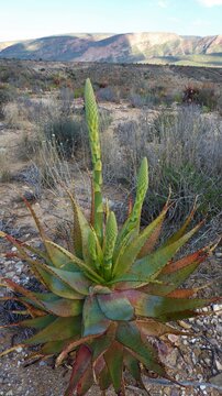 Single Green-Reddish Little Karoo Aloe Plant wit Budding Flower stalks